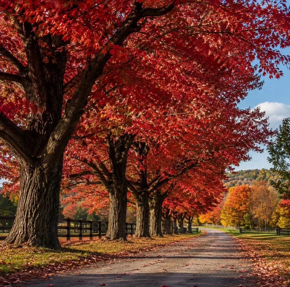 Red Maple Tree Live Plant 8-12" Tall, 2.5" Pot - Acer rubrum, Fast Growing Shade Tree with Brilliant Red Fall Color, Hardy Outdoor Landscape Tree - Image 1