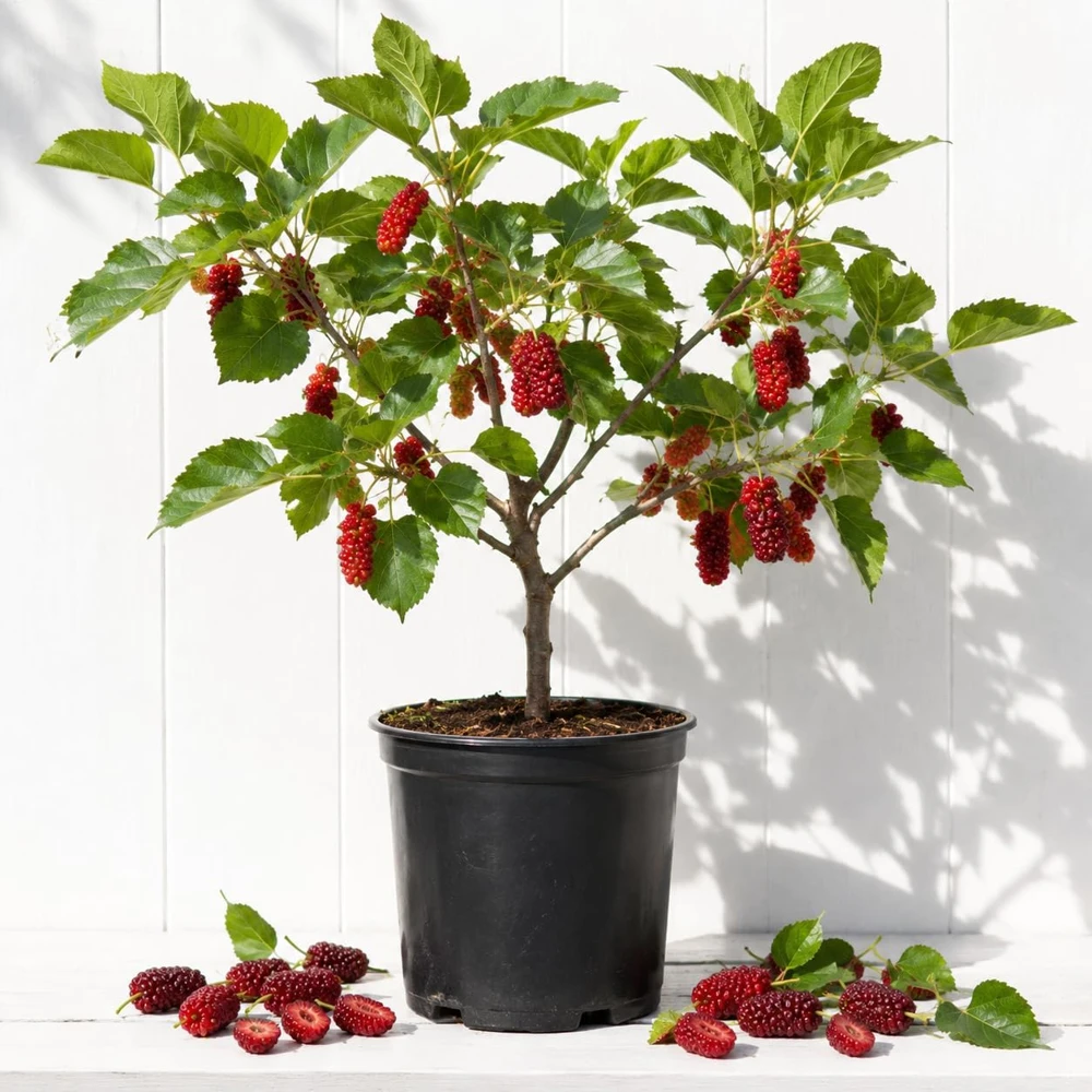 Red Mulberry Tree Live Plant, 4-7 Inch Starter Fruit Shrub, Outdoor Growing - Image 1