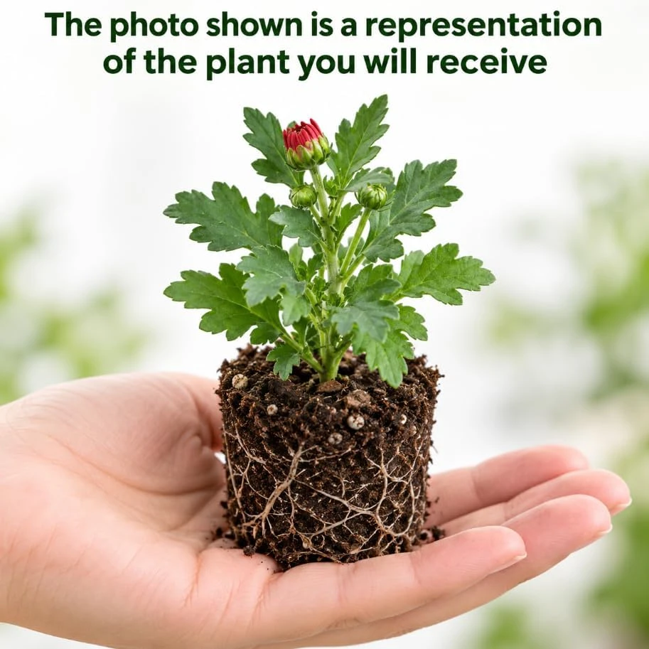 Red Mum Chrysanthemum Live Plant - 4-6 Inches Tall, Outdoor Garden Mum - Image 3