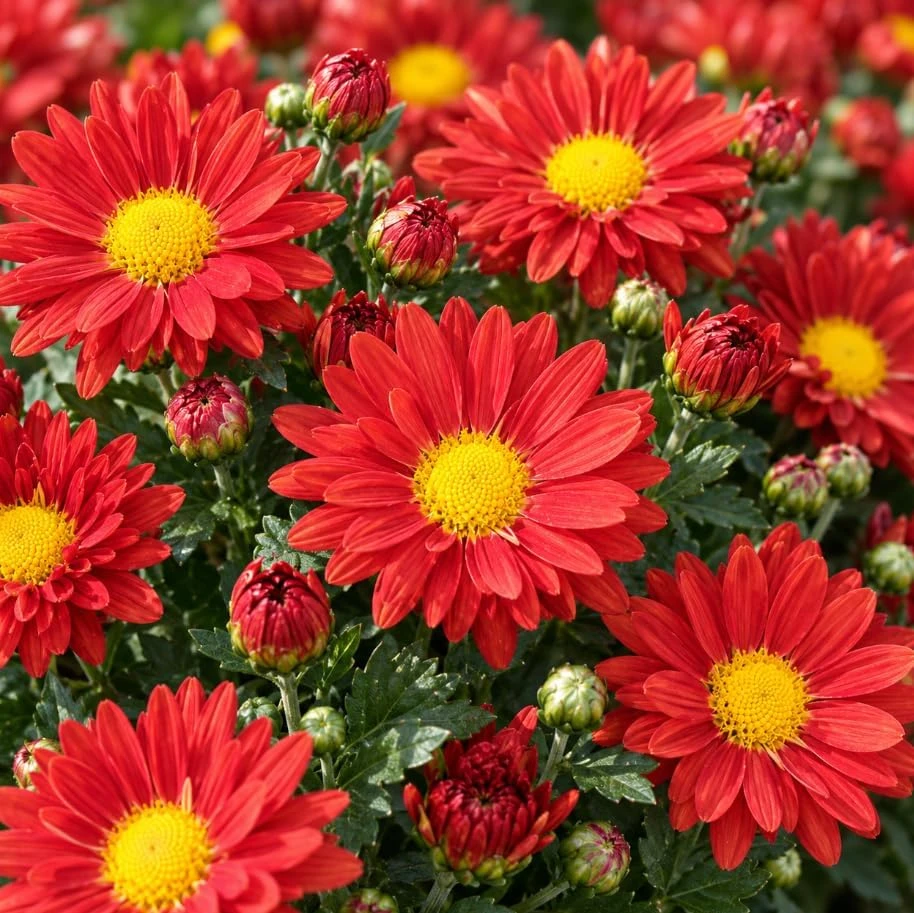 Red Mum Chrysanthemum Live Plant - 4-6 Inches Tall, Outdoor Garden Mum - Image 7