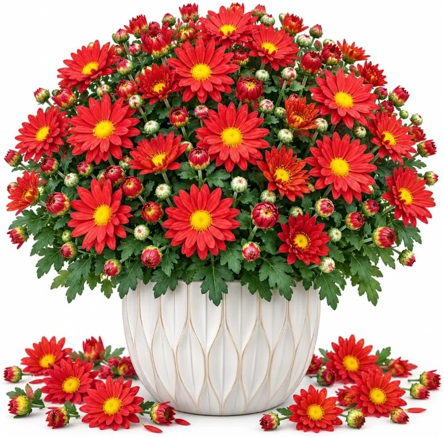 Red Mum Chrysanthemum Live Plant - 4-6 Inches Tall, Outdoor Garden Mum - Image 1