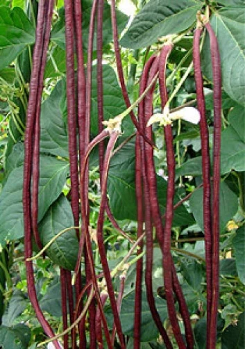 Red Noodle Bean Seeds - Vigna unguiculata - 10 Seeds for Planting - Image 1