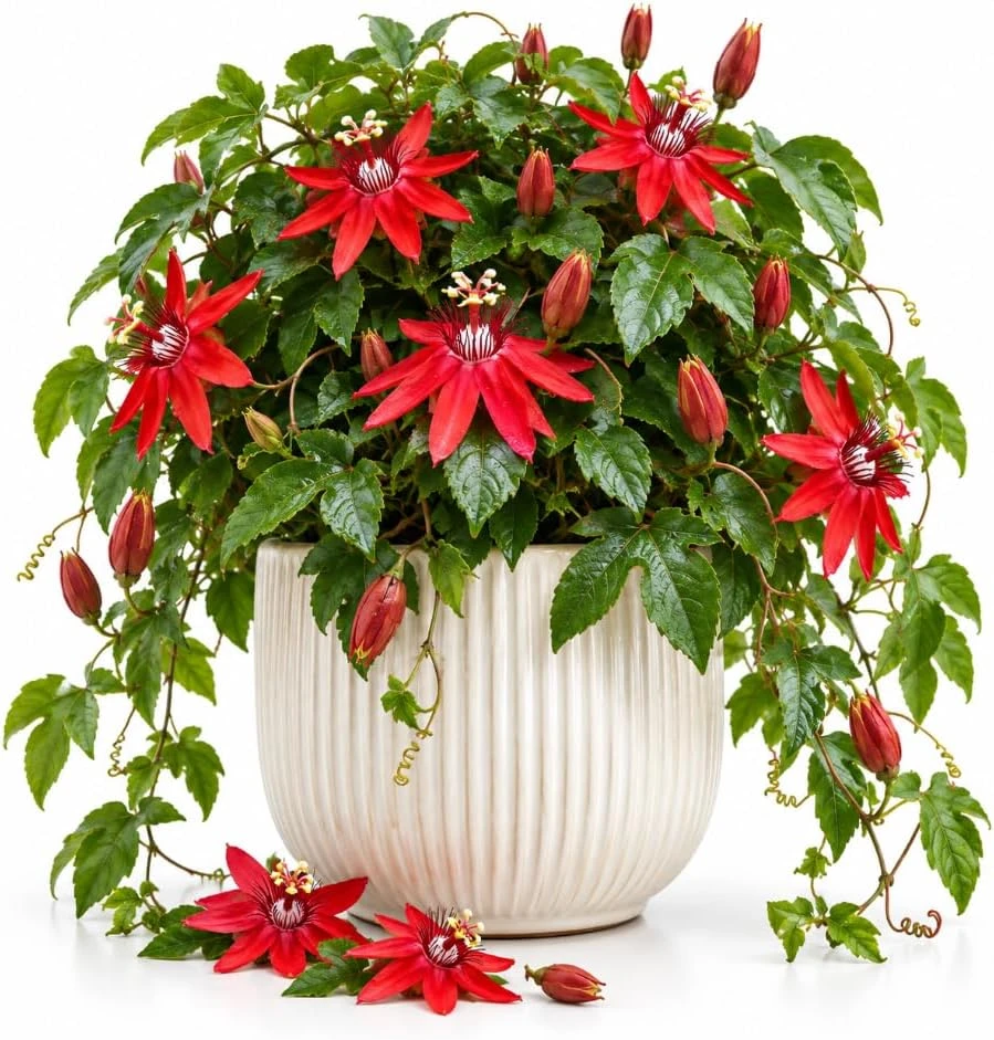 Red Passion Fruit Live Plant – Passiflora Climbing Vine – 4-7 Inches Tall – Outdoor Edible Fruit - Image 1