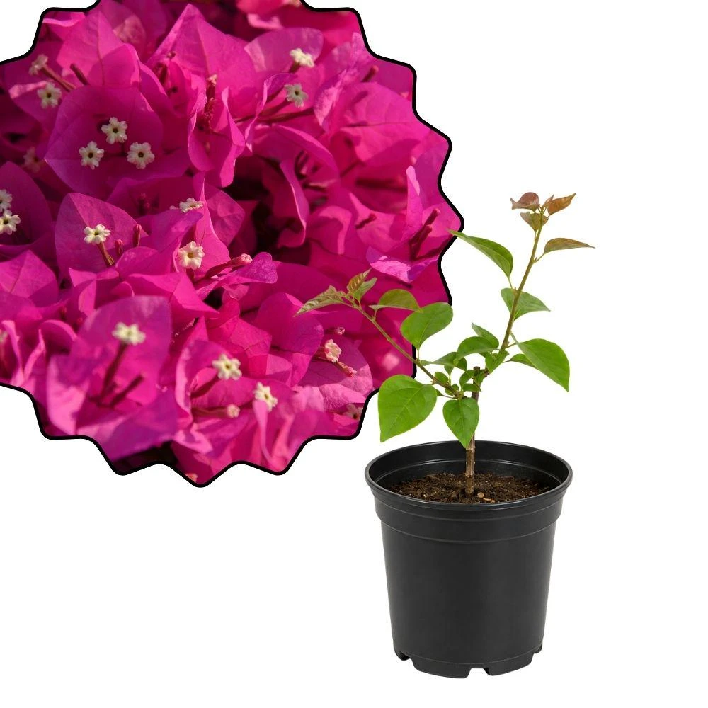 Red Purple Bougainvillea Live Plant – 4-inch Pot, Indoor/Outdoor Blooms - Image 1