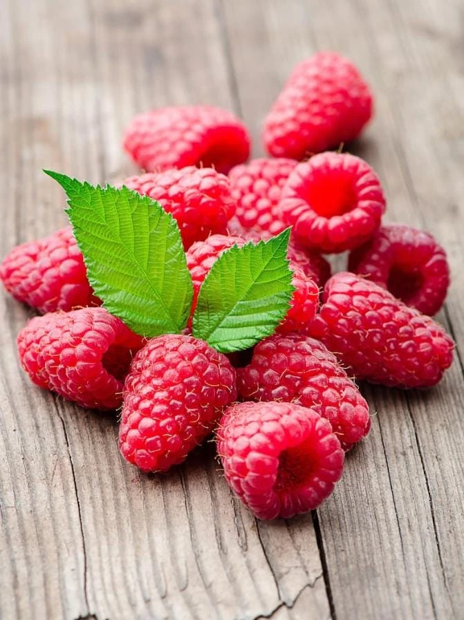 Red Raspberry Live Plant – 6" Pot – Edible Fruit Shrub – Hardy, Cold-Tolerant - Image 1