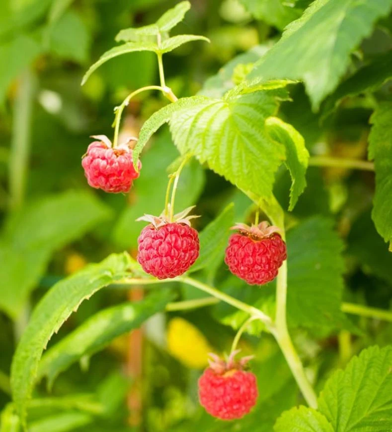 Red Raspberry Live Plant (Rubus idaeus) – 2-Inch Pot – Vigorous Berry Cane - Image 2