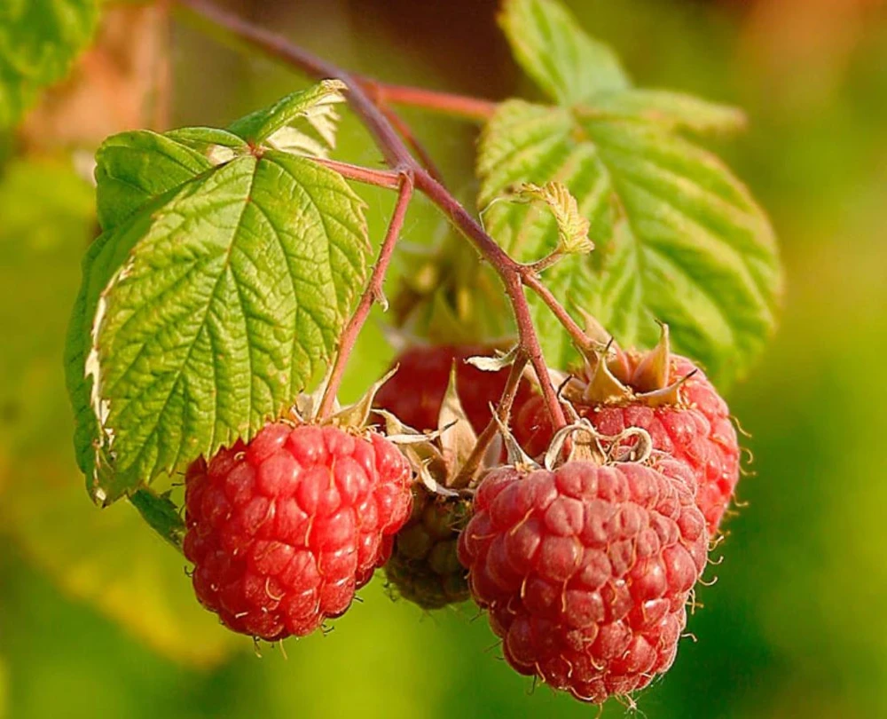 Red Raspberry Live Plant (Rubus idaeus) – 2-Inch Pot – Vigorous Berry Cane - Image 3