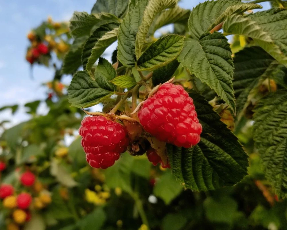 Red Raspberry Live Plant (Rubus idaeus) – 2-Inch Pot – Vigorous Berry Cane - Image 4