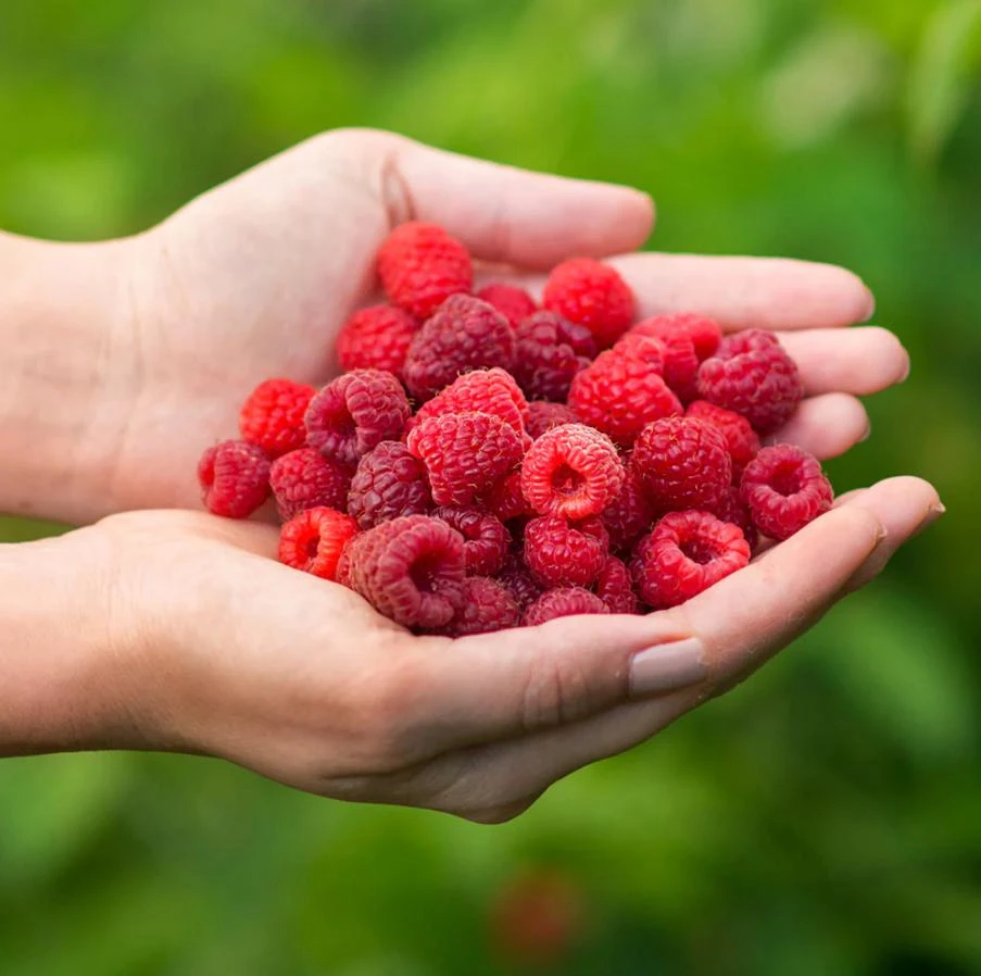 Red Raspberry Live Plant (Rubus idaeus) – 2-Inch Pot – Vigorous Berry Cane - Image 5