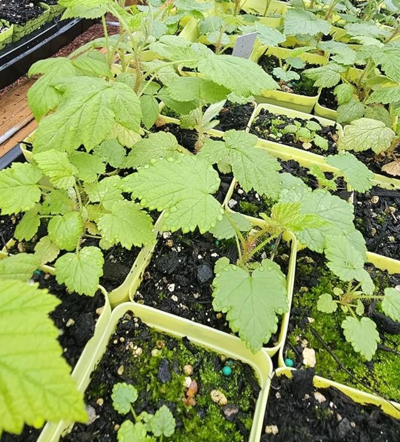 Red Raspberry Live Plant (Rubus idaeus) – 2-Inch Pot – Vigorous Berry Cane - Image 6