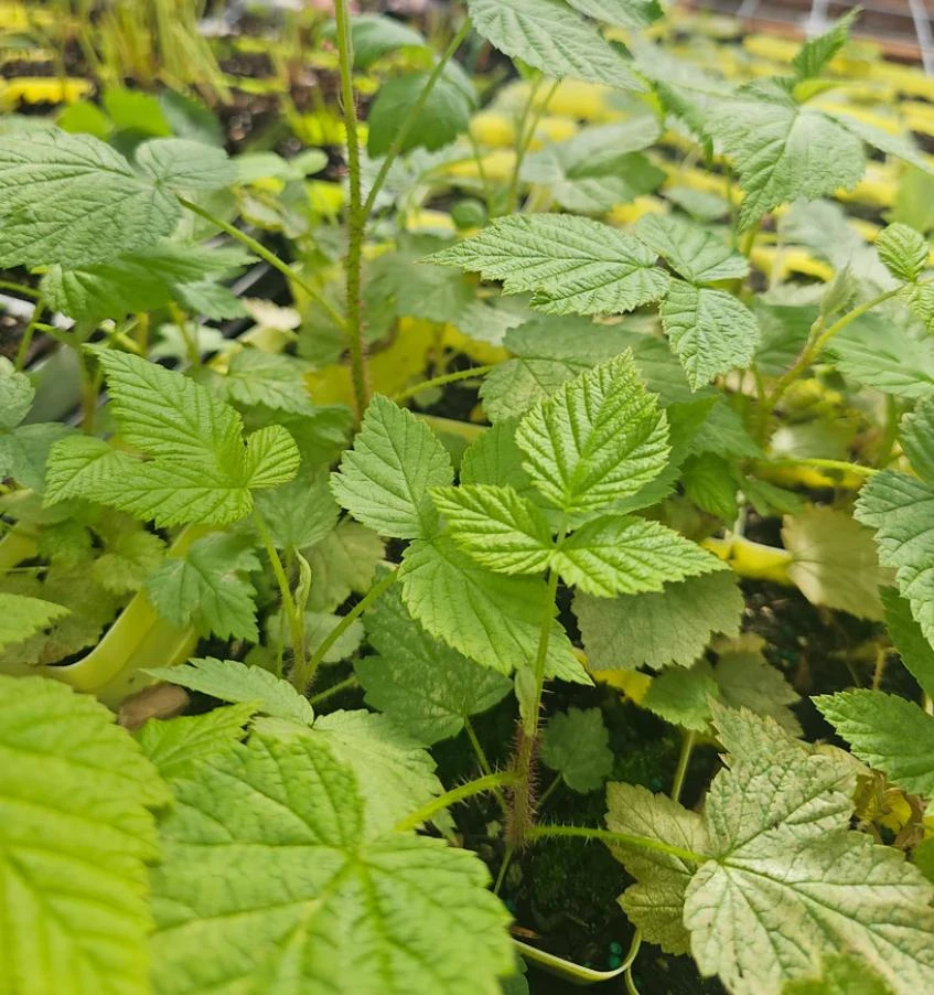 Red Raspberry Live Plant (Rubus idaeus) – 2-Inch Pot – Vigorous Berry Cane - Image 7