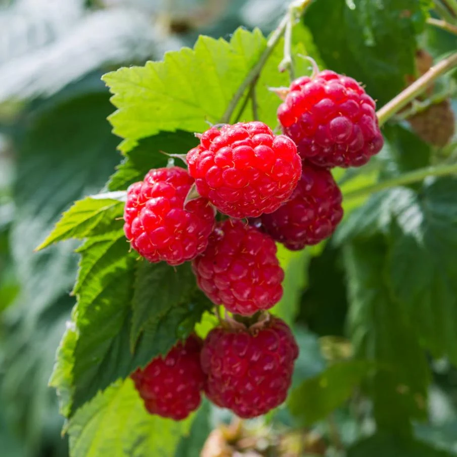 Red Raspberry Live Plant (Rubus idaeus) – 2-Inch Pot – Vigorous Berry Cane - Image 1