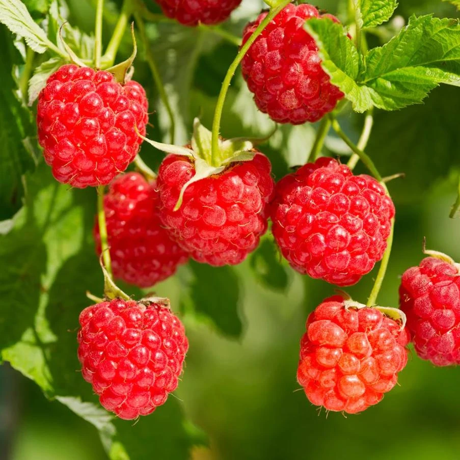 Red Raspberry Live Plant (Rubus idaeus) – 5-Inch Pot – High-Yielding Sweet Berries for Gardens - Image 1