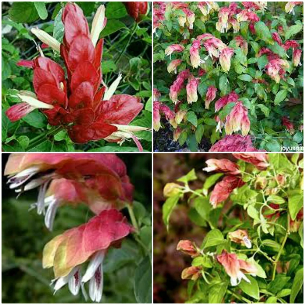 Red Shrimp Plant Live Plants - 2 Plugs, 7-10 Inches Tall, Indoor/Outdoor - Image 2