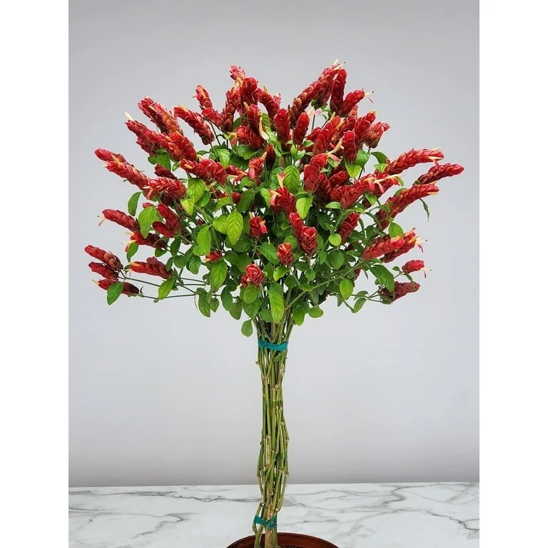 Red Shrimp Plant Live Plants - 2 Plugs, 7-10 Inches Tall, Indoor/Outdoor - Image 1