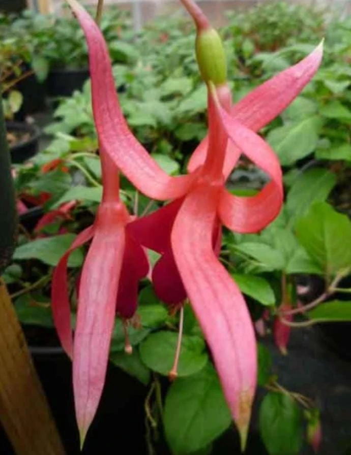 Red Spider Fuchsia Live Plant – Exotic Red Flowering – 6" Pot – Shade-Loving Hanging Basket Perennial - Image 2