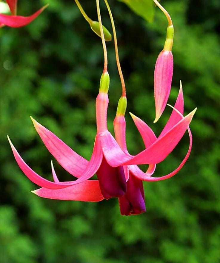 Red Spider Fuchsia Live Plant – Exotic Red Flowering – 6" Pot – Shade-Loving Hanging Basket Perennial - Image 3