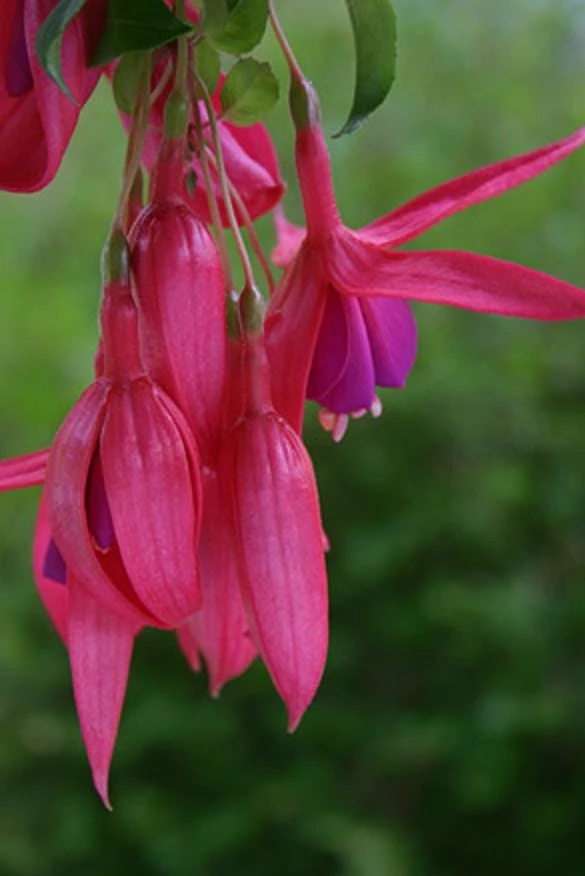 Red Spider Fuchsia Live Plant – Exotic Red Flowering – 6" Pot – Shade-Loving Hanging Basket Perennial - Image 4