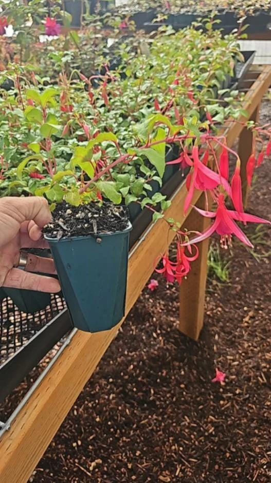 Red Spider Fuchsia Live Plant – Exotic Red Flowering – 6" Pot – Shade-Loving Hanging Basket Perennial - Image 5