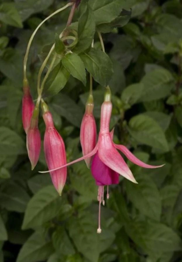 Red Spider Fuchsia Live Plant – Exotic Red Flowering – 6" Pot – Shade-Loving Hanging Basket Perennial - Image 1