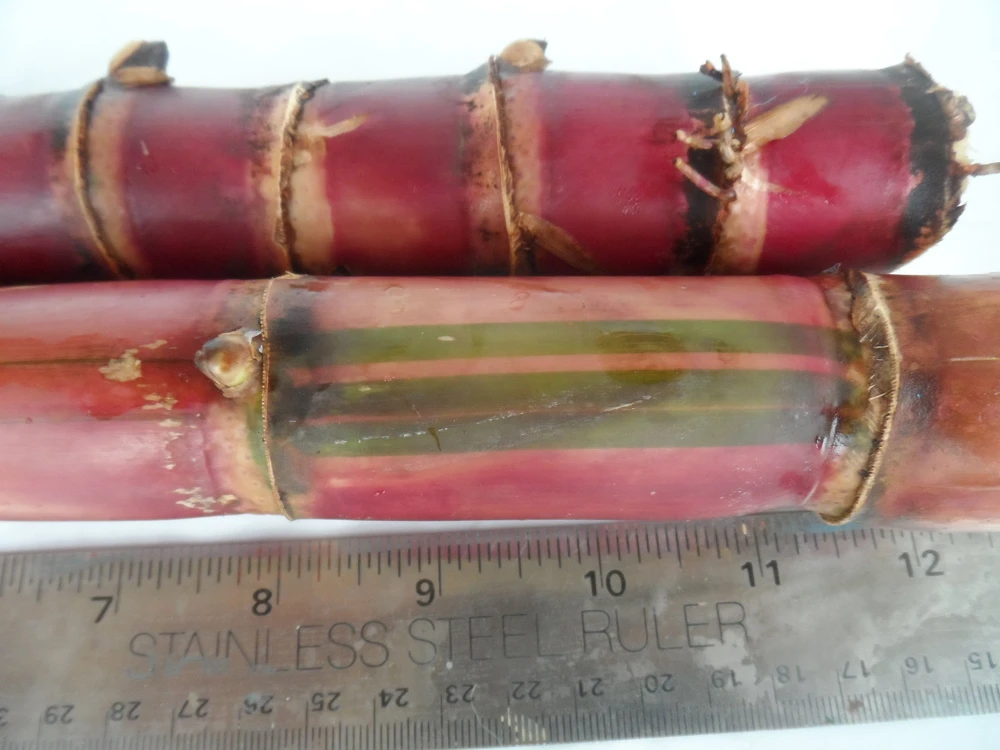 Red Stripe Sugar Cane Cuttings - Live Plant, Edible, 10 inch pieces - Image 1