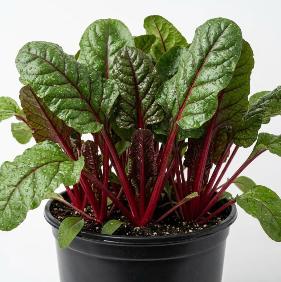 Red Swiss Chard Live Plants - 3-5" Tall Seedlings, 4" Pot, Heirloom Vegetable - Image 1