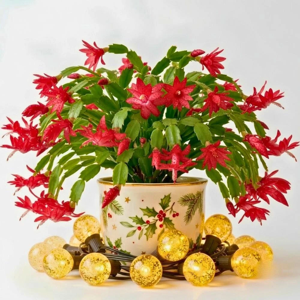 Red Thanksgiving Cactus Live Plant – 5-9 Inches Tall, Bare Root, Winter Blooming Indoor - Image 1