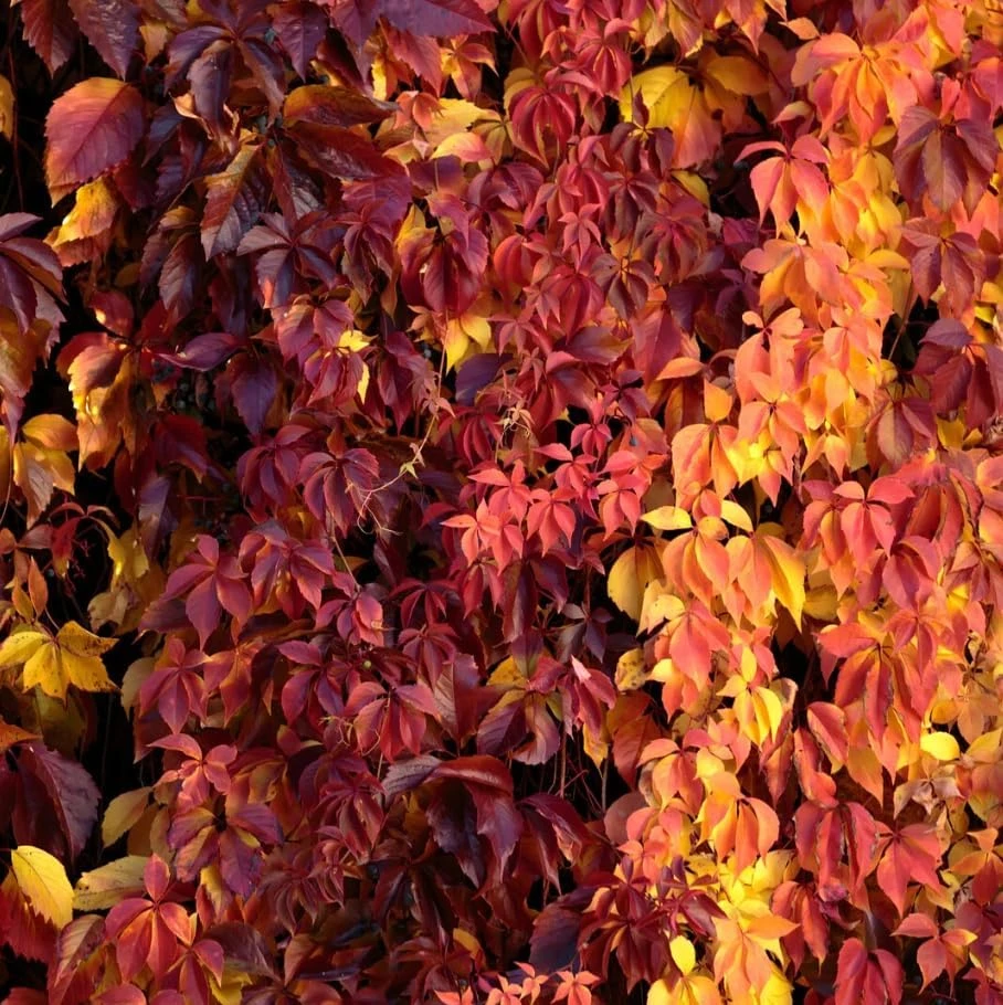 Red Virginia Creeper Vine Live Plants โ 2 Pack, 5-7 Inch Tall Climbing Ivy - Image 2