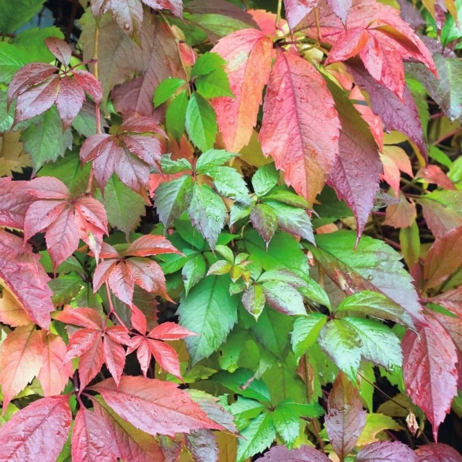 Red Virginia Creeper Vine Live Plants โ 2 Pack, 5-7 Inch Tall Climbing Ivy - Image 3