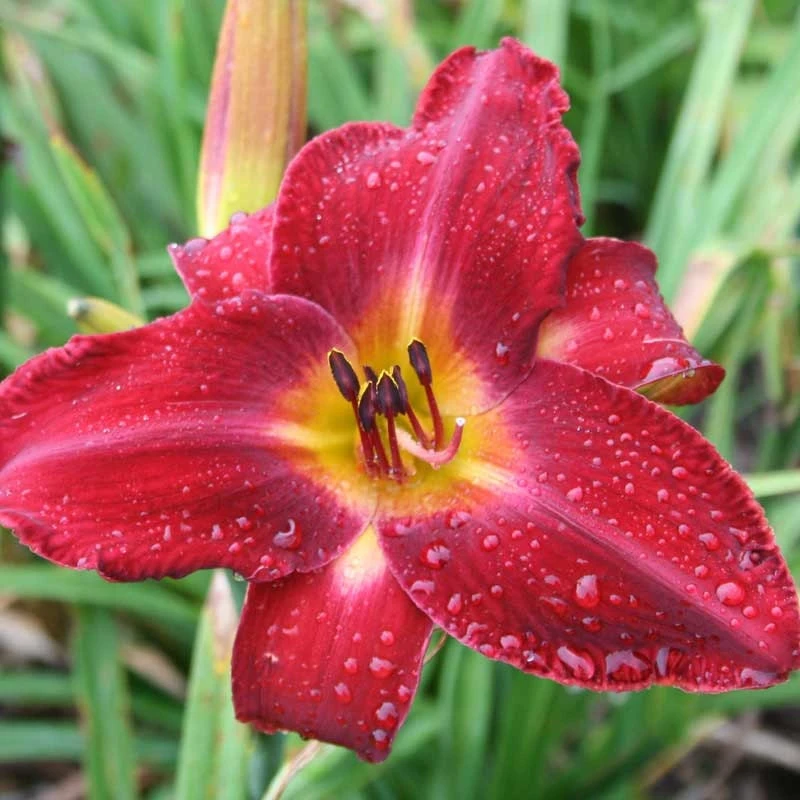 Red Volunteer Daylily Bare Root Plants - 3 Fans - Outdoor Perennial Flower - Image 1