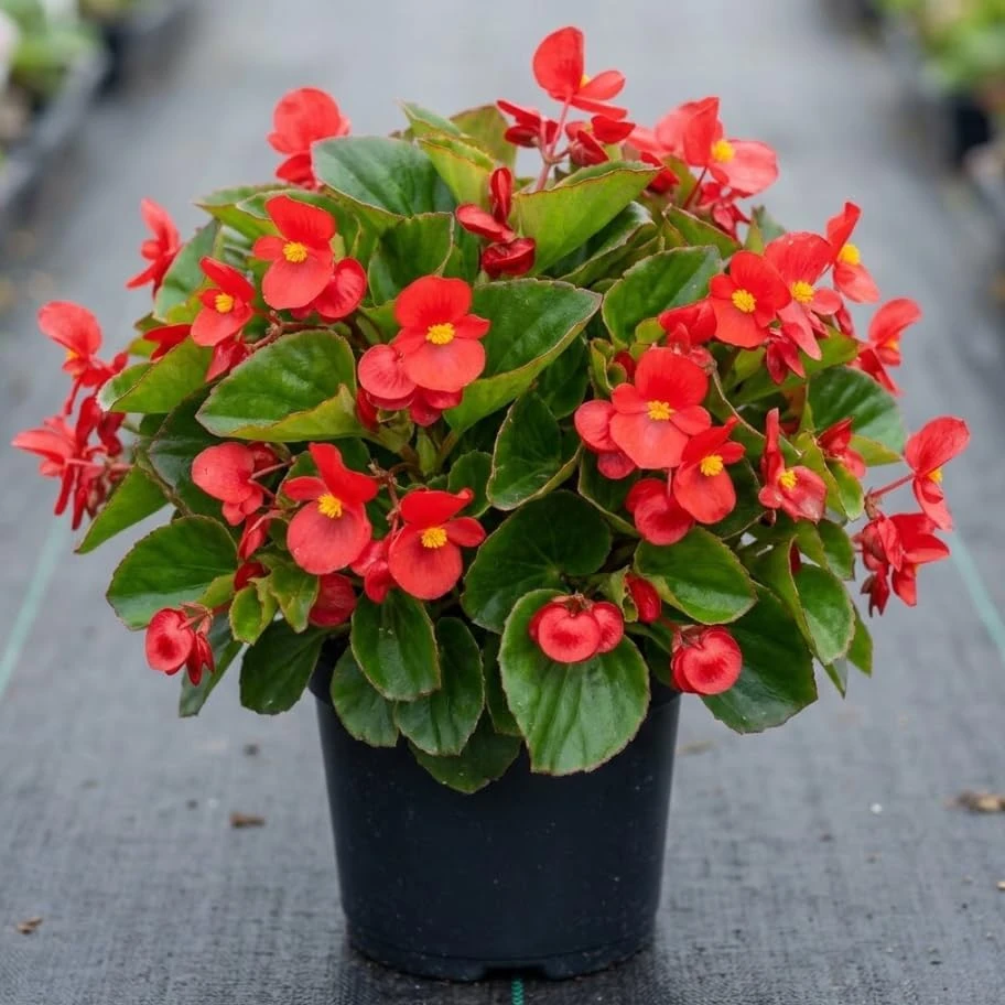 Red Wax Begonia Live Plant - 4" Pot Houseplant | Vibrant Red Flowers - Image 1