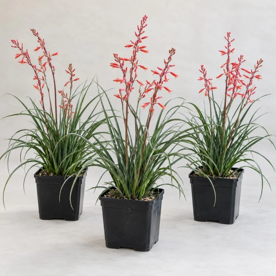 Red Yucca Live Plant - 3 Coral Yucca Hummingbird Plants, 4-inch Pot, Outdoor - Image 1