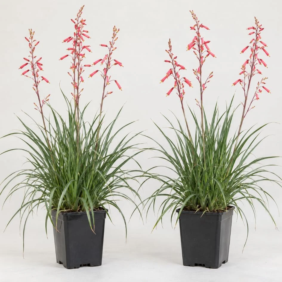 Red Yucca Live Plant - Coral Hummingbird Plant - 4" Pot - Outdoor - Image 1
