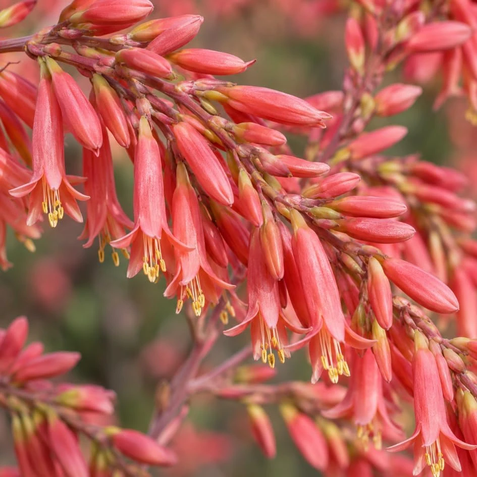 Red Yucca Live Plant - Coral Yucca Hummingbird Plant, 4" Pot, Outdoor - Image 7