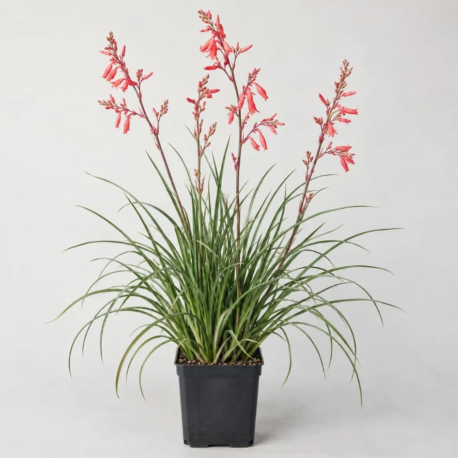 Red Yucca Live Plant – Coral Yucca Hummingbird Plant – 4" Pot – Outdoor - Image 1