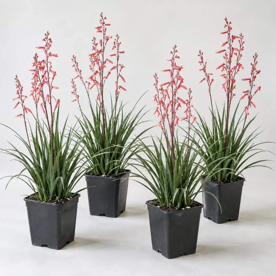 Red Yucca Live Plant - Coral Yucca Hummingbird Plant, 4" Pot, Outdoor - Image 1