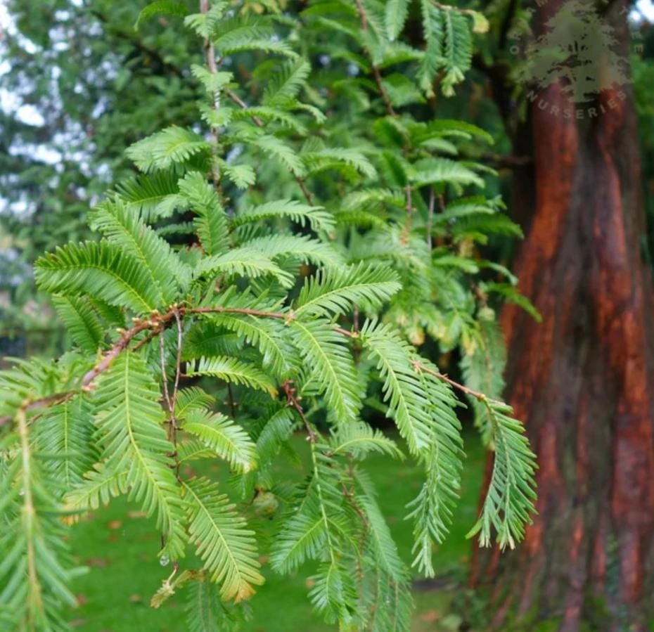 Redwood Conifer Tree Live Plant - Sequoia sempervirens - 3" Pot - Fast Growing Outdoor Evergreen - Image 1
