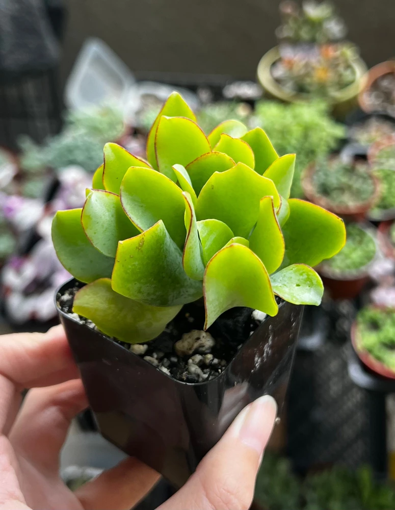 Ripple Jade Live Plant – Crassula Undulatifolia Succulent – 2 inch Pot – Indoor - Image 2