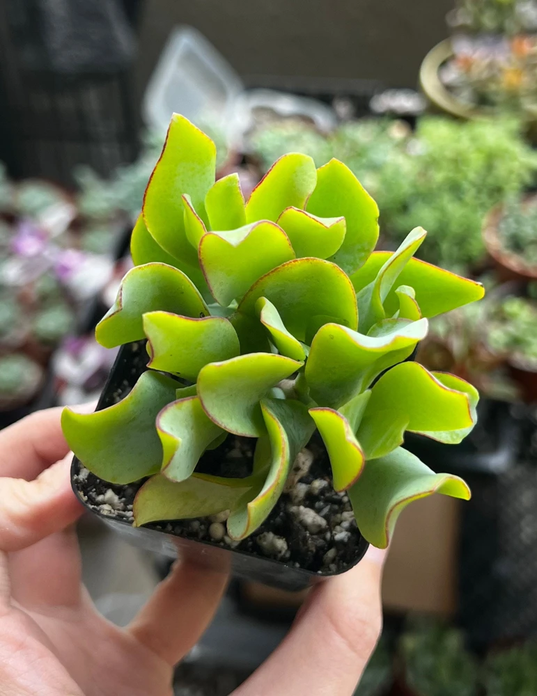 Ripple Jade Live Plant – Crassula Undulatifolia Succulent – 2 inch Pot – Indoor - Image 1
