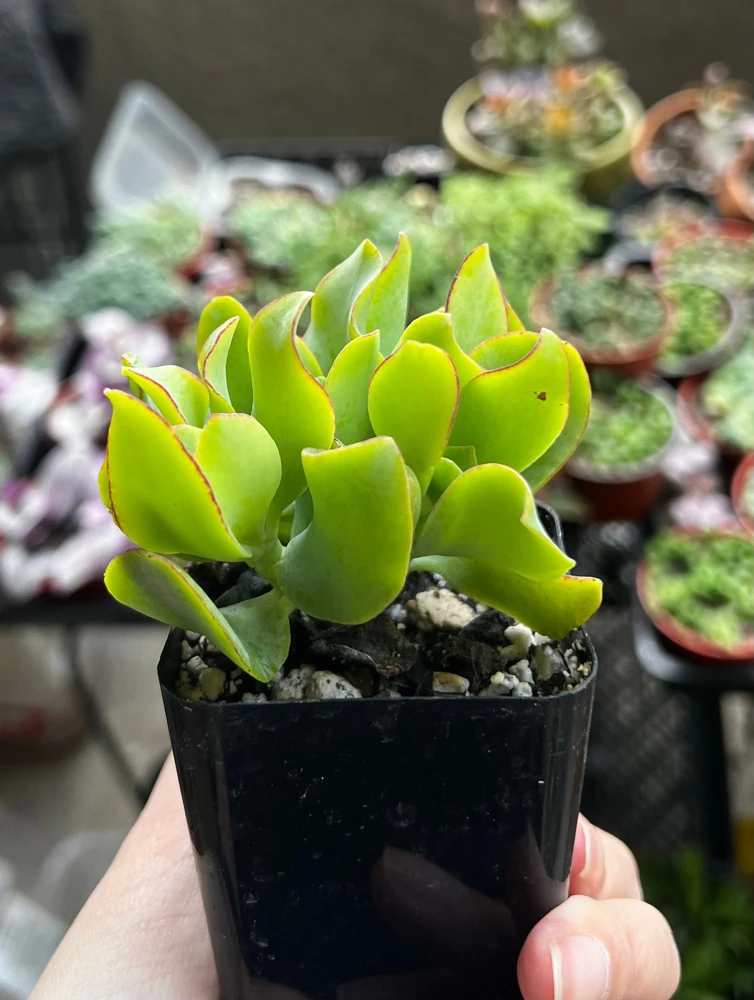 Ripple Jade Live Plant – Crassula Undulatifolia Succulent – 2 inch Pot – Indoor - Image 3
