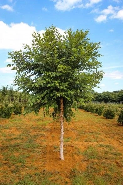River Birch Live Tree - Single Stem, 12-18" Tall (Betula Nigra) in 1 Quart Pot - Image 1