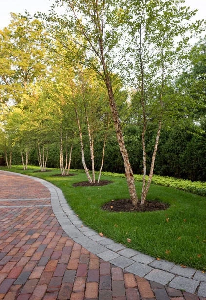 River Birch Multi-Stem Tree Live Plant - Betula Nigra - 1 Qt Pot, 12-18" Tall - Image 1