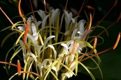 Rock Butterfly Lily Seeds - Hedychium ellipticum - 10 Perennial Seeds - Image 1