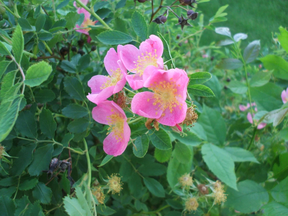 Rosa arkansana Prairie Wild Rose Seeds – 15 Seeds – Perennial Flower - Image 1