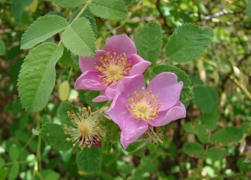 Rosa californica California Wildrose Seeds - 10 Count Perennial Rose Seeds - Image 1