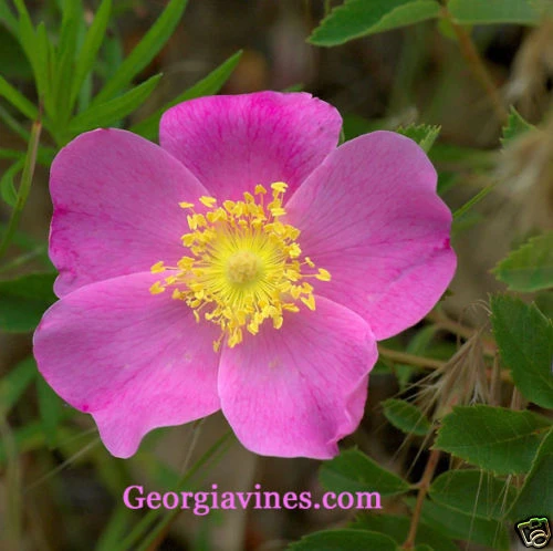 Rosa Carolina Pasture Rose Seeds - 10 Seed Pack - Perennial Flower Seeds Outdoor - Image 1