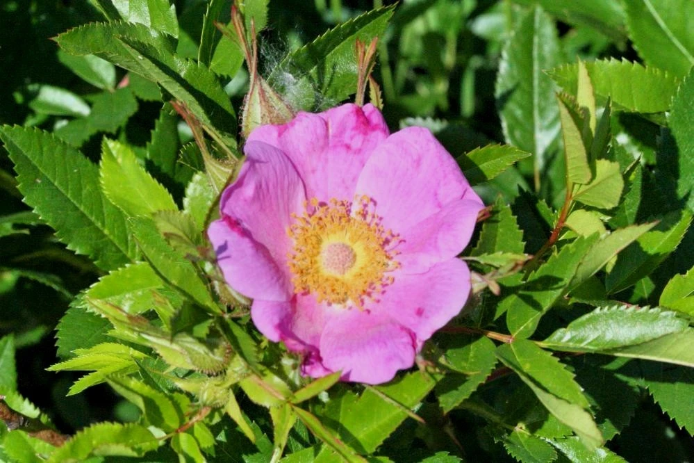 Rosa Carolina Pasture Rose Seeds - 10 Seed Pack - Perennial Flower Seeds Outdoor - Image 2
