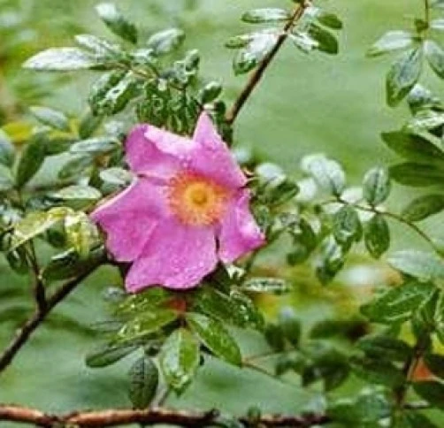 Rosa davurica Cinnamon Rose Seeds โ 10 Seeds โ Perennial - Image 2