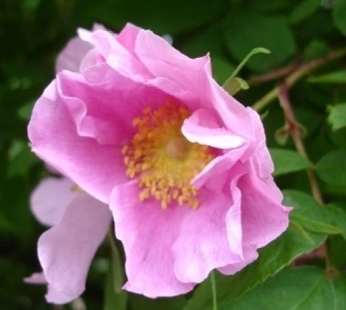 Rosa davurica Cinnamon Rose Seeds – 10 Seeds – Perennial - Image 1
