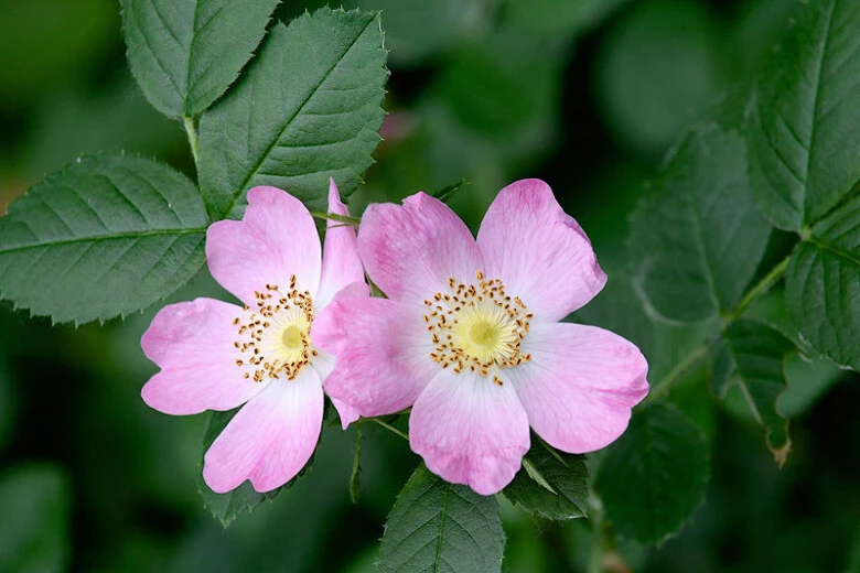 Rosa Gymnocarpa Dwarf Wood Rose Seeds – 5 Pack – Perennial Flower Seeds - Image 1